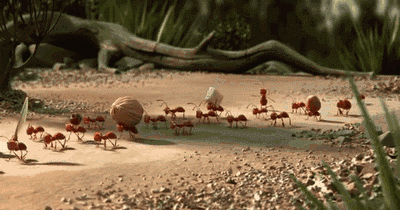 胡香丨蚂蚁的队伍