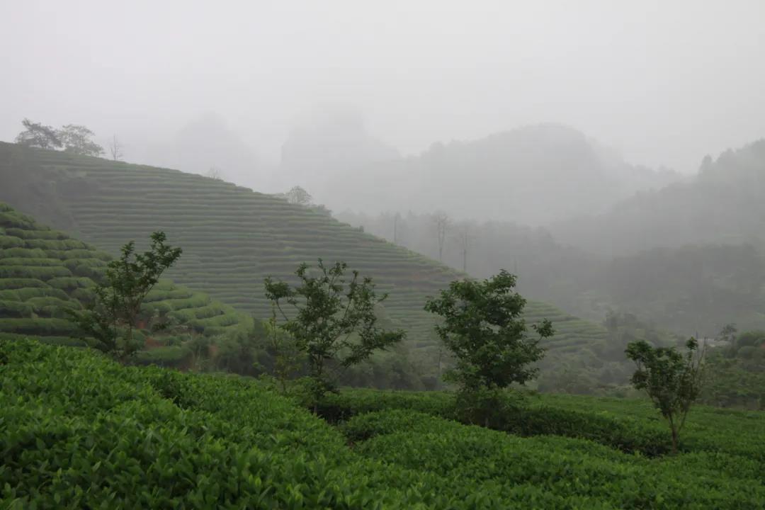 阿龙丨雨中的武夷茶山像水墨画（摄影随笔三则）
