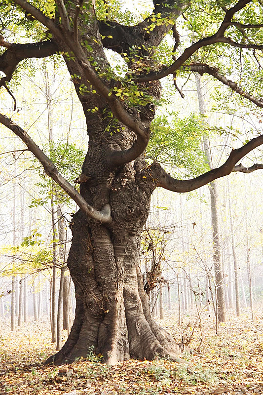 阿龙丨一棵有精神的树（摄影随笔五则）