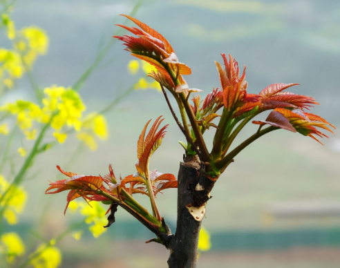 徐维丨风中的香椿树