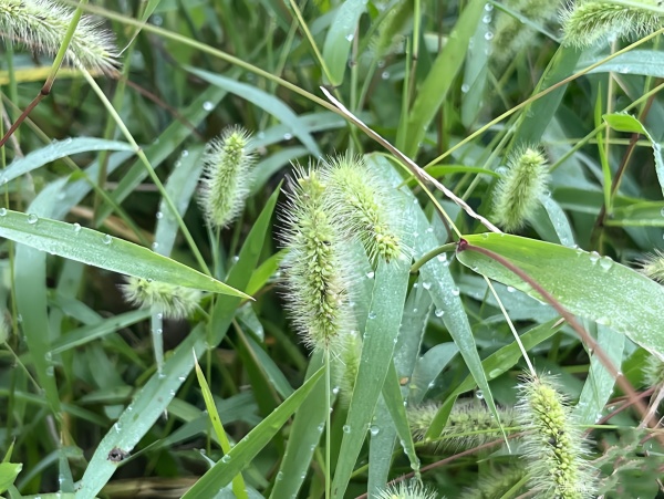 学周丨毒暑·晨露·野花（三首）